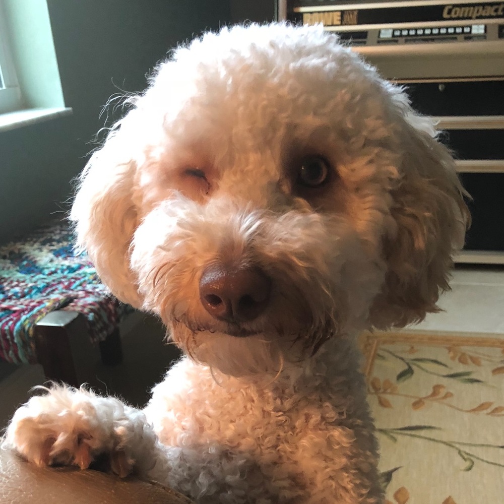 Meet your Posher, Dee